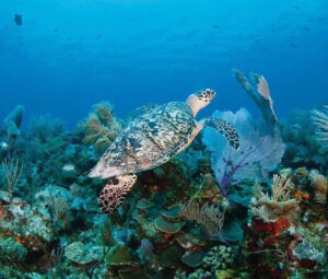 Marine Biodiversity in Turks and Caicos is rich